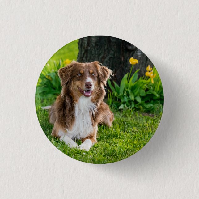 Anpassningsbar Australian shepherd Hund Pet Photo Knapp (Framsida)