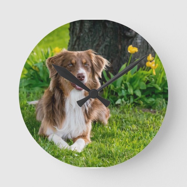 Anpassningsbar Australian shepherd Hund Pet Photo Rund Klocka (Framsida)