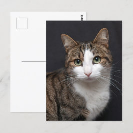 Anpassningsbar Brown Tabby katt Single Pet Photo Vykort