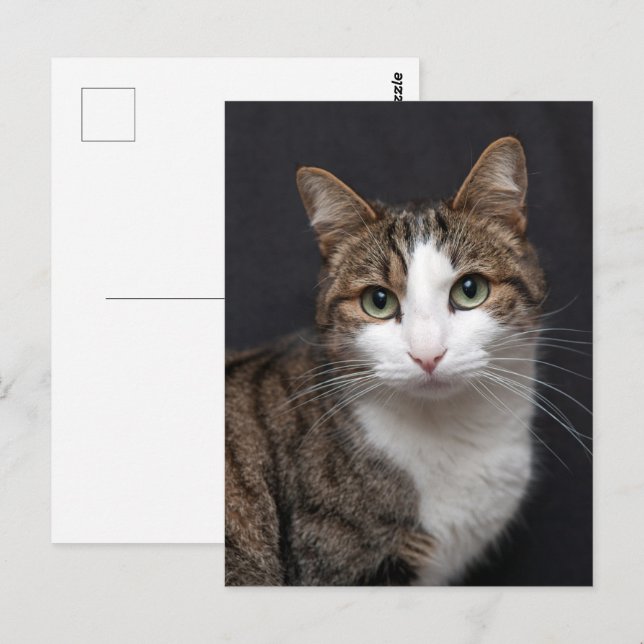Anpassningsbar Brown Tabby katt Single Pet Photo Vykort (Fram/baksida)