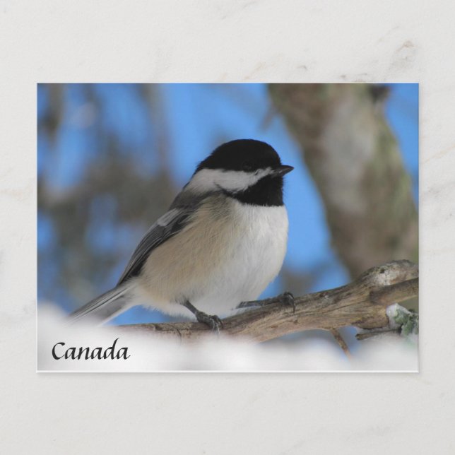 Anpassningsbar Canada bird Chickadee Post Card Vykort (Framsida)