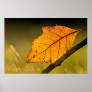Anpassningsbar Carpe Diem med färgad löv Poste Poster