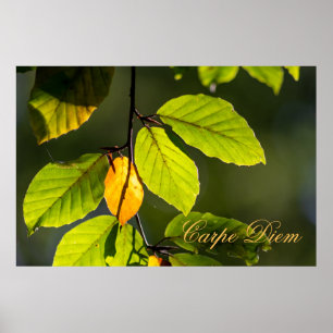 Anpassningsbar Carpe Diem med färgad löv Poste Poster