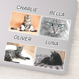 Anpassningsbar Cat Photo and Cat Namn Personlig Pe Klistermärken