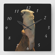 Anpassningsbar cockatoo-fågel som pockar på natten