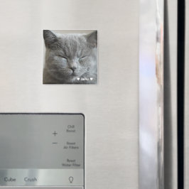 Anpassningsbar Cute Grått Kattunge Ansikte fotonät Magnet
