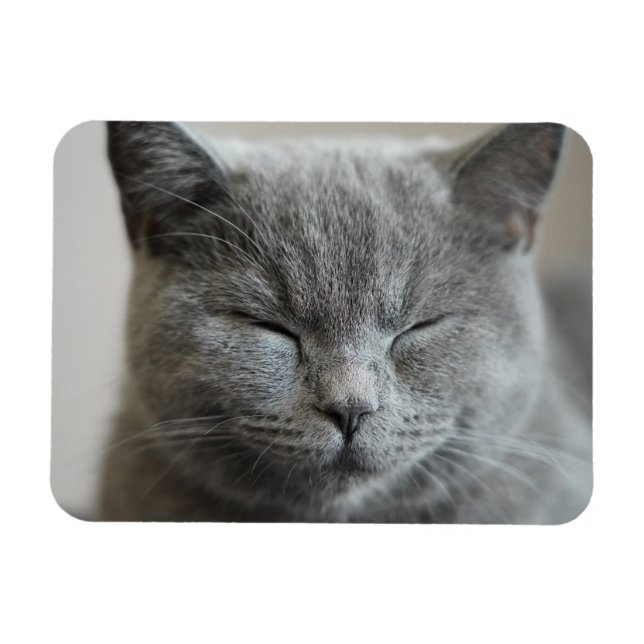 Anpassningsbar Cute Grått Kattunge Ansikte Photo Magnet (Horisontell)
