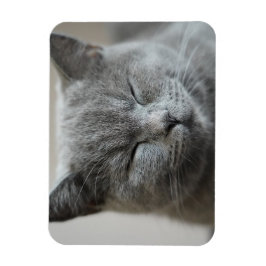 Anpassningsbar Cute Grått Kattunge Ansikte Photo Magnet