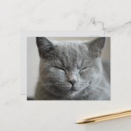 Anpassningsbar Cute Grått Kattunge Ansikte Photo Vykort