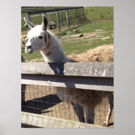 Anpassningsbar-fotobild bild llama alpaca poster
