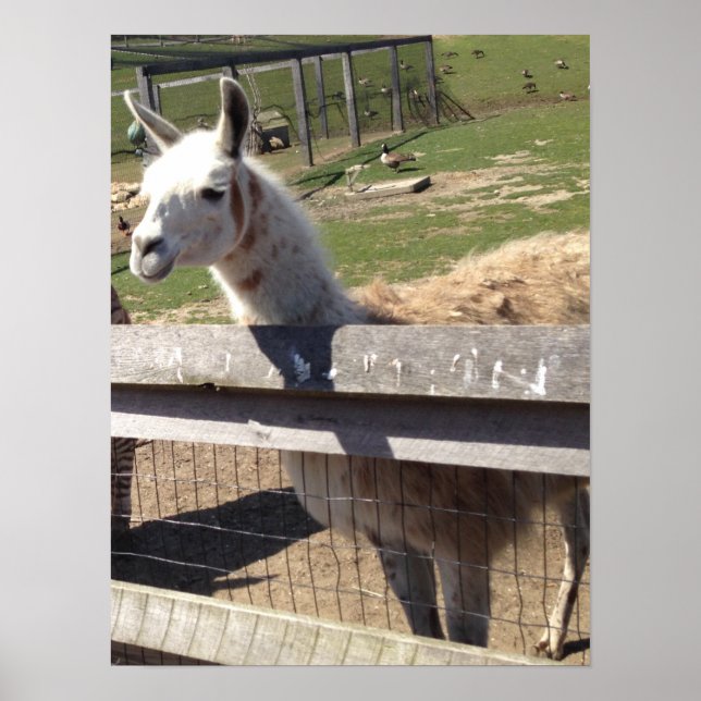 Anpassningsbar-fotobild bild llama alpaca poster (Framsidan)