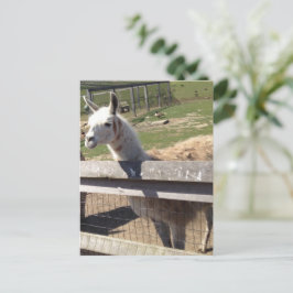Anpassningsbar-fotobild bild llama alpaca vykort