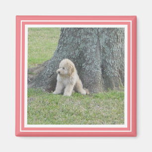 Anpassningsbar Fotomall Mjuk Rosa Coral & White Magnet