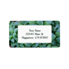 Anpassningsbar Grönt Hahavia Succulent Plant Adres Adressetikett