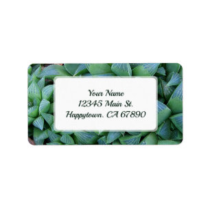 Anpassningsbar Grönt Hahavia Succulent Plant Adres Adressetikett