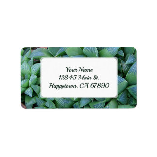 Anpassningsbar Grönt Hahavia Succulent Plant Adres Adressetikett