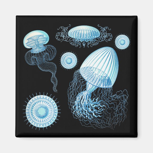 Anpassningsbar Haeckel manet Magnet (Framsidan)