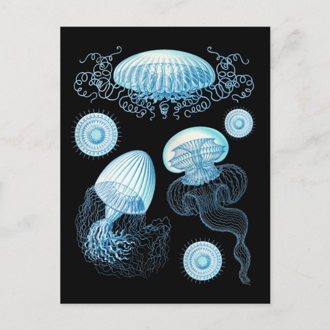 Anpassningsbar Haeckel manet Vykort (Framsida)