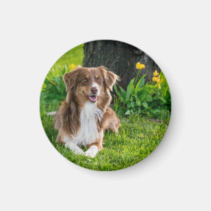 Anpassningsbar Hund Pet Photo Magnet