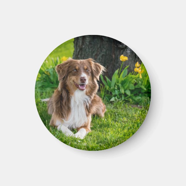 Anpassningsbar Hund Pet Photo Magnet (Framsidan)