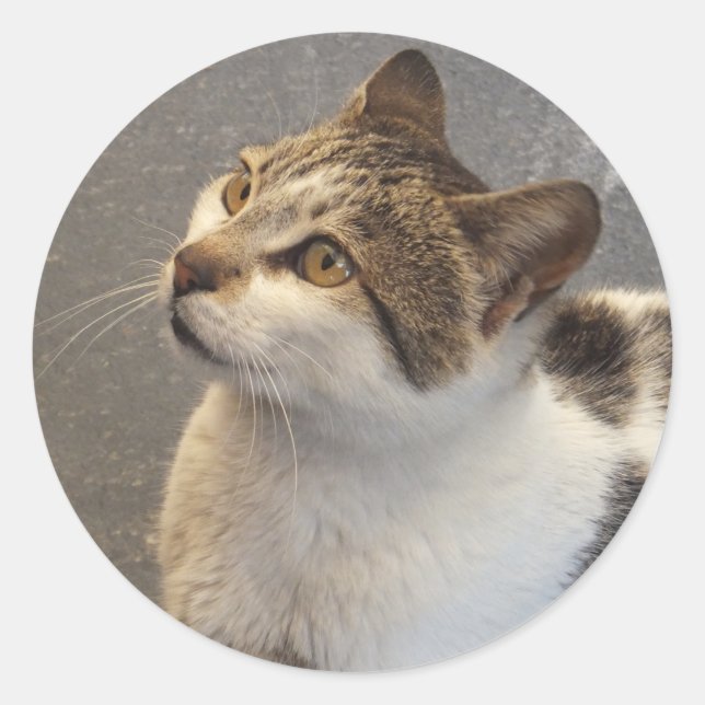 Anpassningsbar Kattklistermärken Runt Klistermärke (Framsida)