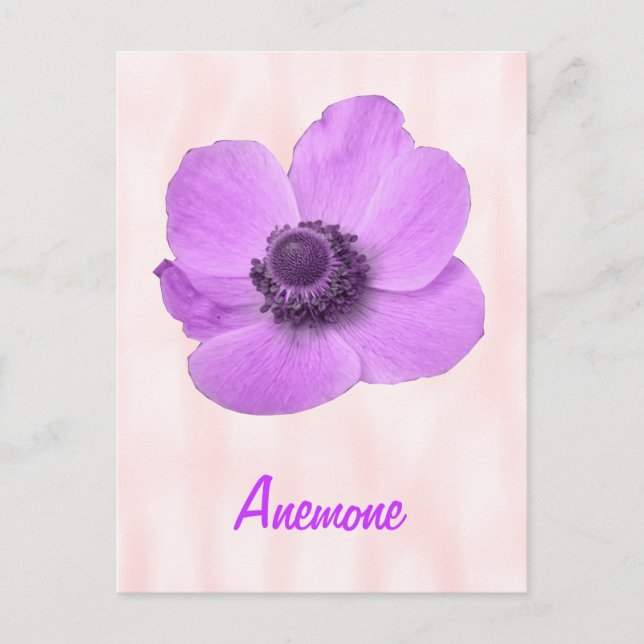 Anpassningsbar kvinnlig rosa Anemone vykort (Framsida)
