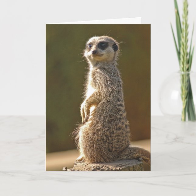 Anpassningsbar Meerkat-födelsedagskort Kort (Framsida)