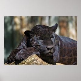 Anpassningsbar Panther Poster 24 x 16 tum