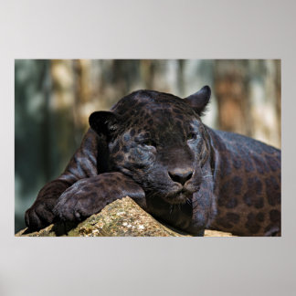 Anpassningsbar Panther Poster 24 x 16 tum