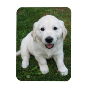 Anpassningsbar Personlig Photo I Pet Bild Magnet