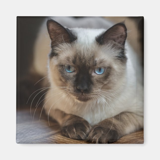 Anpassningsbar Pet Cat Photo Personlig Magnet (Framsidan)