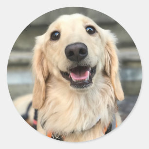 Anpassningsbar Pet Cute Hund Photo Runt Klistermärke