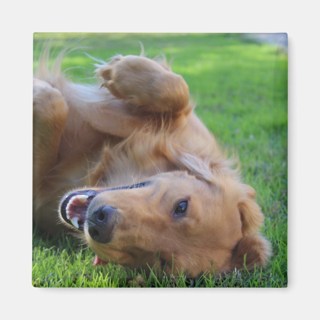 Anpassningsbar Pet Photo Magnet (Framsidan)