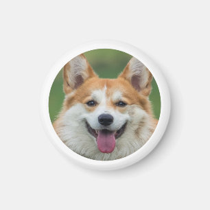 Anpassningsbar Pet Photo Personlig Magnet