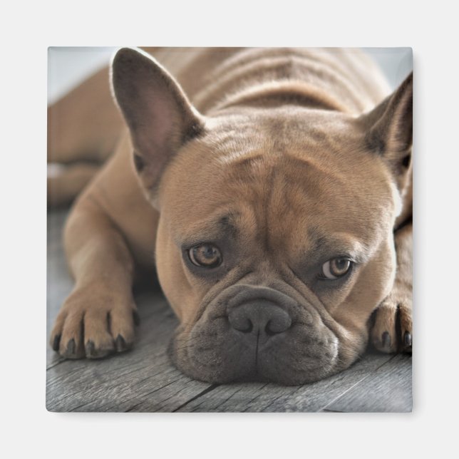 Anpassningsbar Photo Pet Hund Magnet (Framsidan)