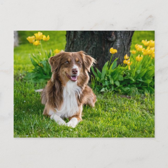 Anpassningsbar Photo Vykort (Framsida)