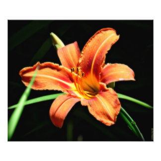 Anpassningsbar Photography Print Orange Lilly Fototryck