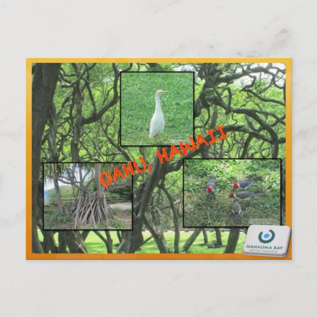 ANPASSNINGSBAR POSTCARDS- HAWAII COLLAGE# 14 VYKORT (Framsida)