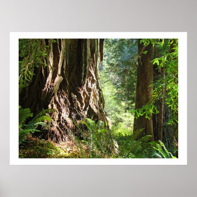 Anpassningsbar Redwood Träd Forest Art-utskrifter Poster (Framsidan)