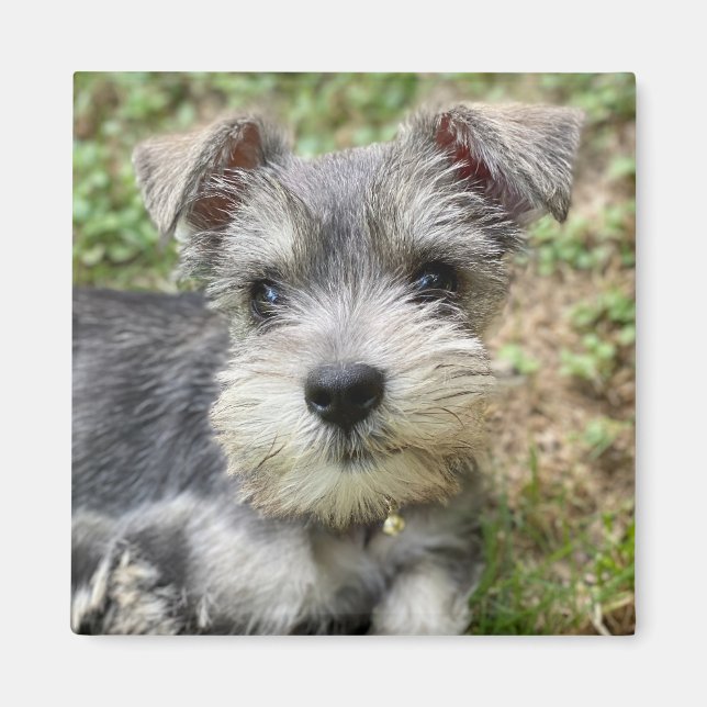 Anpassningsbar Schnauzer Photo Magnet (Framsidan)