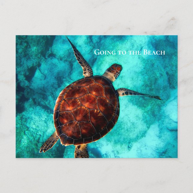 Anpassningsbar Text Larme Sea Turtle Tropical Blue Vykort (Framsida)