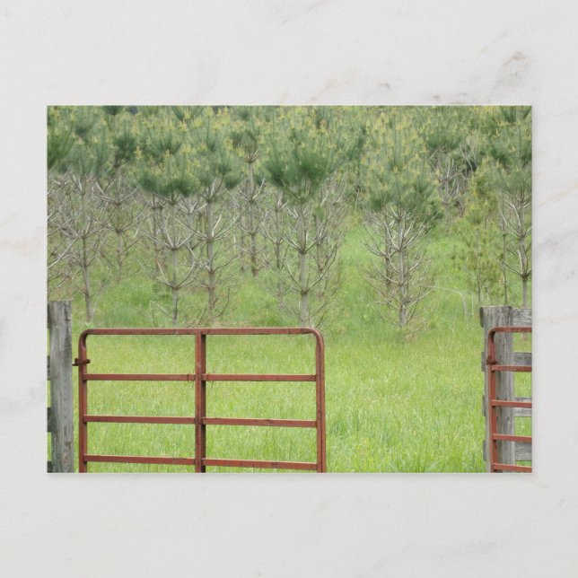 Anpassningsbar till Gräs vykort (Framsida)