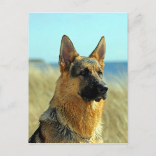 Anpassningsbar tysk schäferhund vykort