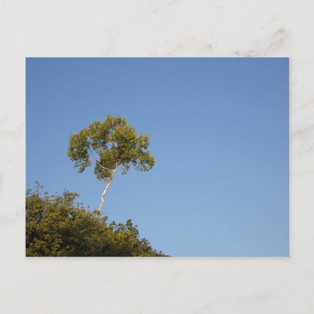 Anpassningsbar ut från Träd-vykort Vykort (Framsida)