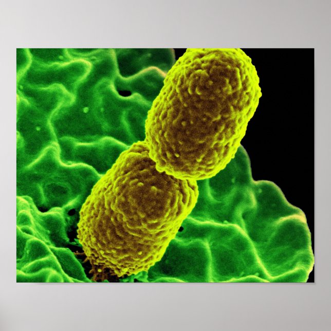 anpassningsbarna abstrakt microbiology art poster  (Framsidan)