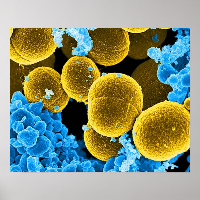 anpassningsbarna abstrakt microbiology art poster  (Framsidan)