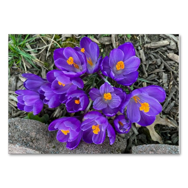Anpassningsbarna Crocus blommigt blommor som läser Bordsnummer (Framsidan)