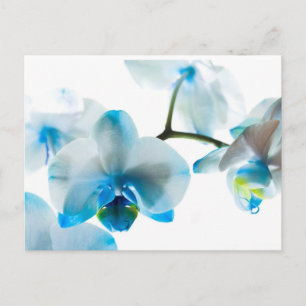 Anpassningsbarna elegant Blue Orchids Vykort