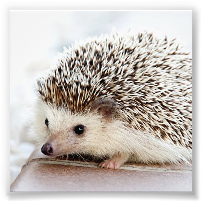 Anpassningsbarna Fäst ut Fototryck (Framsidan)