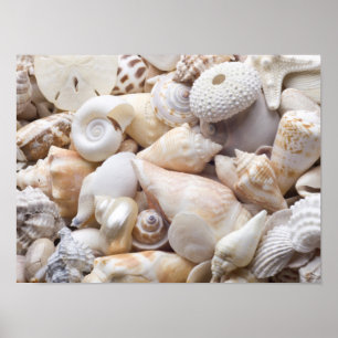 Anpassningsbarna Florida Sea Snäcka Background - B Poster